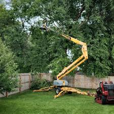 Trusted Westhaven Moonstone, CA  Tree Services Experts